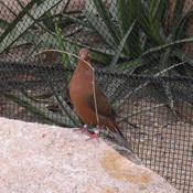 Socorro Dove